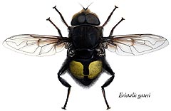 Костариканская цветочная муха Eristalis gatesi 