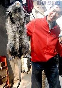 В Китае поймана гигантская крыса